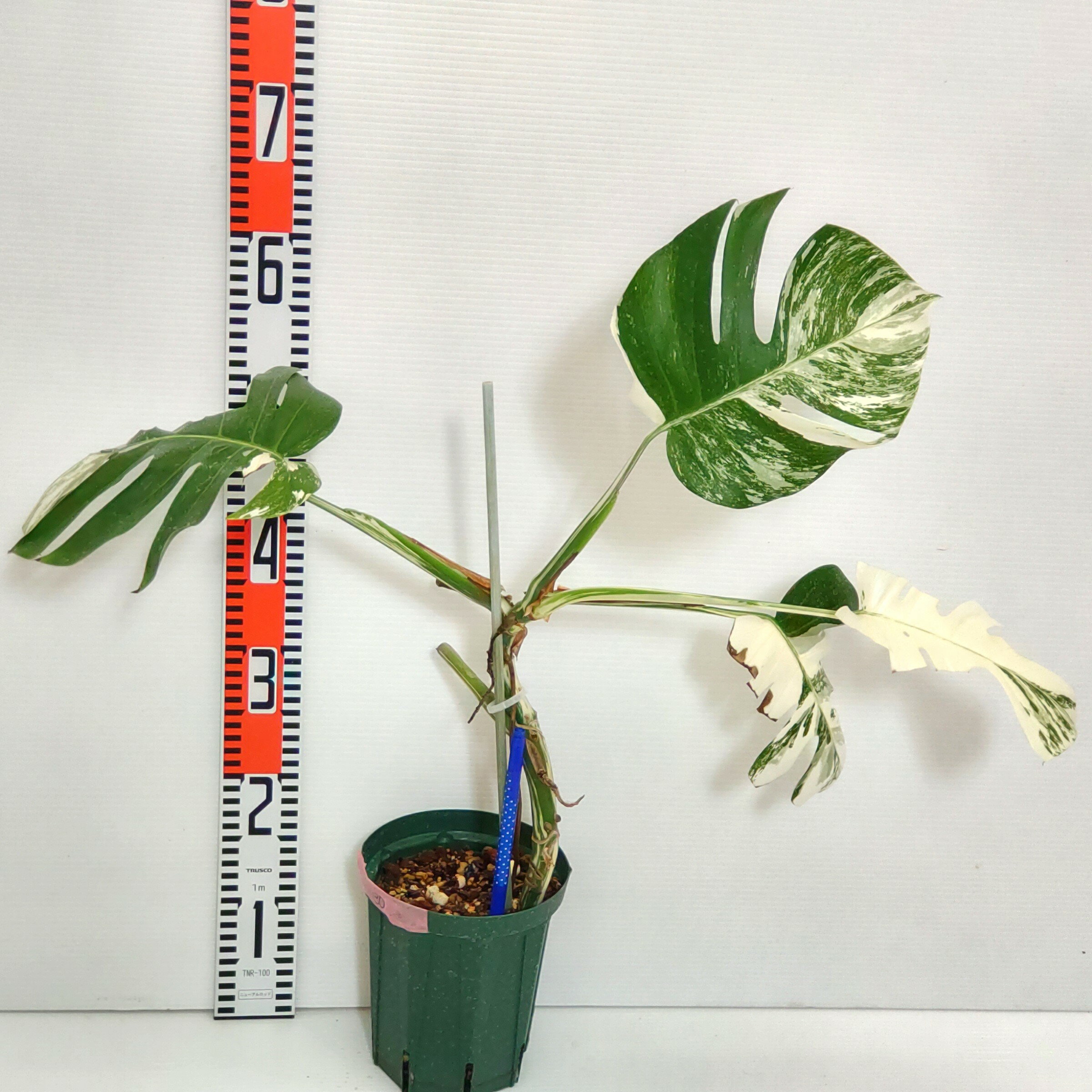 楽天市場】モンステラ 斑入り（カラーホワイト）（花・観葉植物