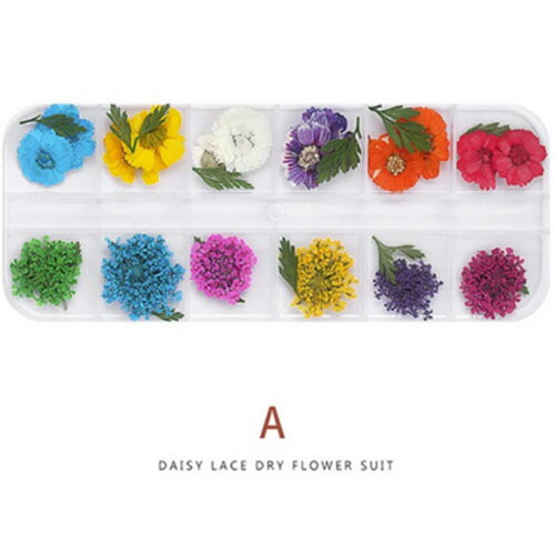 ドライフラワーA ゆうパケット アート 特殊 押し花 おしばな ネイルアート