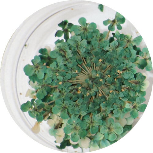 ߥ Smint Lace Flower ColorSelect ե쥹ȥ꡼ڤ椦ѥåȡۡڥ/üSMINT ͥ...