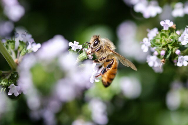 濃縮プロポリスカプセル 蜂の寿 PROPOLIS 80粒 サプリメント 健康食品 蜂の宝本舗 3