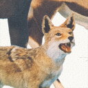 壁紙 クロス のりなし サンゲツ RE55947 ReSERVE2024-2027 国立科学博物館 ベージュ アニマル 塩化ビニル樹脂系壁紙 準不燃 防かび