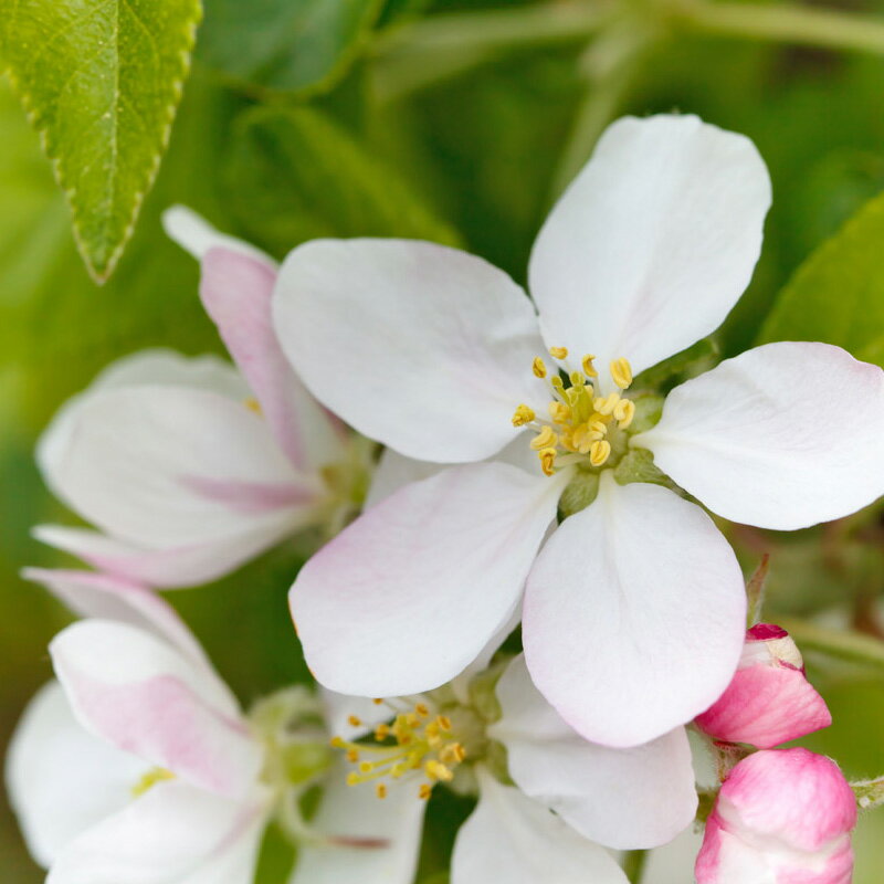 清潔感のある爽やかなリンゴの花の香り。アップルブロッサム -Apple Blossom-10mlハイグレード アロマクラフト用 フレグランスオイル（手作り石鹸 香水 キャンドル バスボム サシェ / ディフューザー 加湿器 ネブライザー用）
