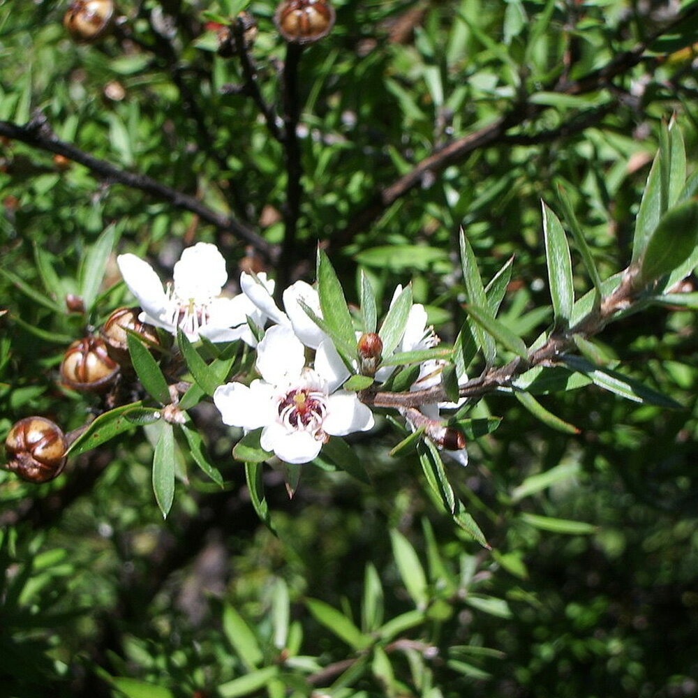 アロマのペンダント（レディース） ほんのり甘い、薬草系の香り。マヌカ（Manuka）10ml天然100%のエッセンシャルオイル（精油）（手作り石鹸 香水 バスボム バスソルト アロマペンダント サシェ ディフューザー用）