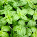 お料理でもお馴染みのバジルの香り。バジル (Basil)10ml天然100%のエッセンシャルオイル(精油)(手作り石鹸 香水 バスボム バスソルト アロマペンダント サシェ ディフューザー用)