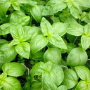 お料理でもお馴染みのバジルの香り。バジル (Basil）10ml天然100%のエッセンシャルオイル（精油）（手作り石鹸 香水 バスボム バスソルト アロマペンダント サシェ ディフューザー用）