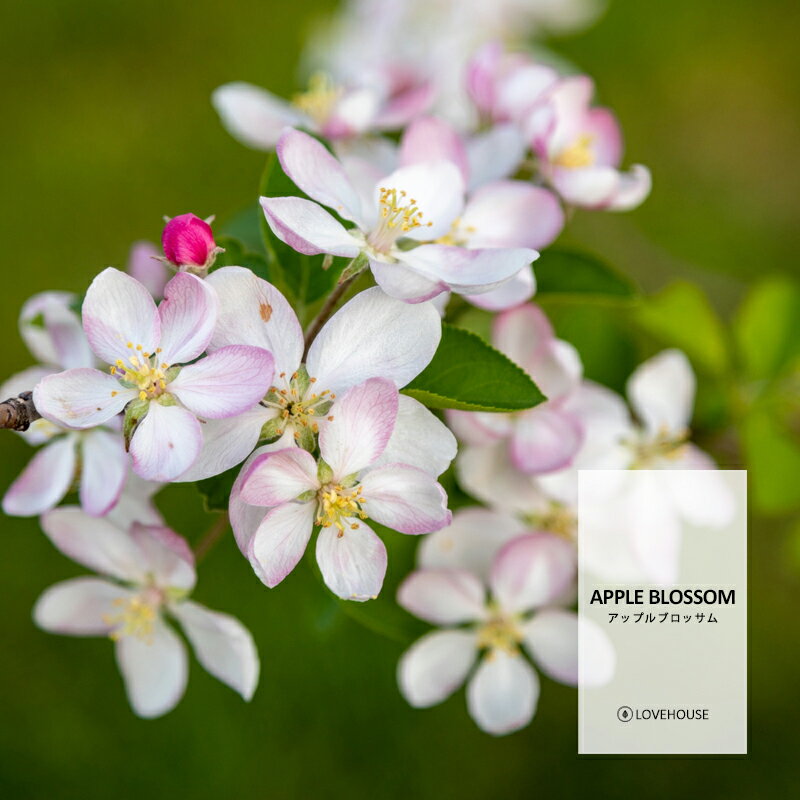 【10ml】爽やかなリンゴの香り アップルブロッサムフレグランスオイル ボディセーフタイプ アロマクラフト用 Apple Blossom Fragrance Oil /手作り石鹸 香水 バスボム ルームスプレー サシェ …