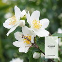 【50ml】誰からも愛されるやさしい香り ジャスミンフレグランスオイル（ボディセーフタイプ アロマクラフト用）Jasmin Fragrance Oil /手作り石鹸 香水 バスボム ルームスプレー サシェ ディフューザー 加湿器 ネブライザー などに