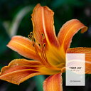 【50ml】和風で落ち着いた香り タイガーリリーフレグランスオイル（ボディセーフタイプ アロマクラフト用）Tiger Lily Fragrance Oil /手作り石鹸 香水 バスボム ルームスプレー サシェ ディフューザー 加湿器 ネブライザー などに