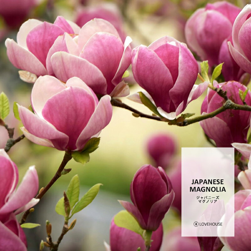50ml۱椫ϡι ѥˡޥΥꥢե쥰󥹥ʥܥǥե ޥեѡJapanese Magnolia Fragrance Oil /и  Хܥ 롼ॹץ졼  ǥե塼 ü ֥ͥ饤 ʤɤ