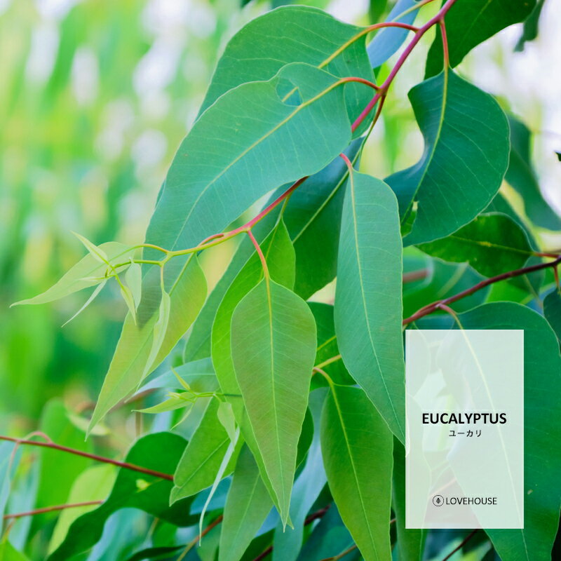 50mlۥäȤô 桼ե쥰󥹥ʥܥǥե ޥեѡEucalyptus Fragrance Oil /и  Хܥ 롼ॹץ졼  ǥե塼 ü ֥ͥ饤 ʤɤ