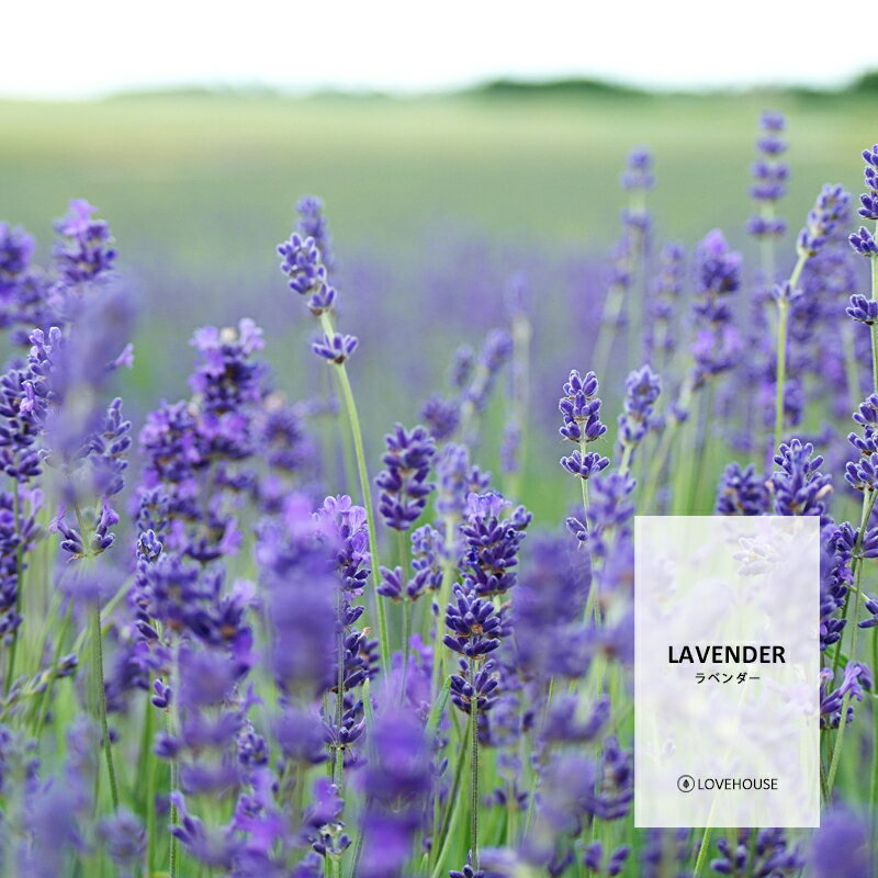 【50ml】摘みたてフレッシュな香り ラベンダーフレグランスオイル（ボディセーフタイプ アロマクラフト用）Lavender Fragrance Oil /手作り石鹸 香水 バスボム ルームスプレー サシェ ディフューザー 加湿器 ネブライザー などに