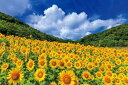 やのまん(Yanoman) 【日本製】1000ピース ジグソーパズル 日本の風景 夏空ときらめく向日葵 (三重) (50x75cm) 10-1421 ピース請求ハガキ のり付き へら付き サービスカード付 ジグソーパズルのトリ