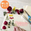 ハンドメイドキット 押し花作成キット 手作りキット 簡単 クリスマスカード ヘビ 干支 オリジナル プレゼント ハガキ フレーム 自由研究 フラワーギフト ★B...