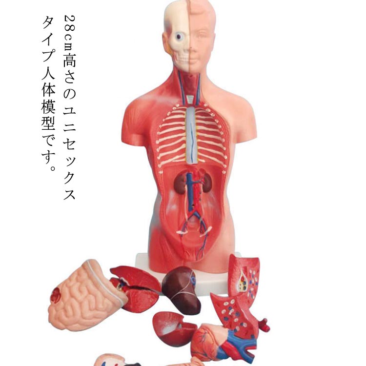 内臓人体模型 28cm 15パーツ 内臓模型 標本 ブロック 科学 実験 模型 スマートラボ お腹の見えるミニ人体模型