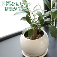 送料無料 選べる おしゃれ 観葉植物 ミニ 幸福をもたらす精霊が住む木 ガジュマル...