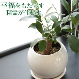 観葉植物（売れ筋ランキング） 送料無料 選べる おしゃれ 観葉植物 ミニ 幸福をもたらす精霊が住む木 ガジュマルの木 鉢植え 誕生日プレゼント 男性 女性 祖父 母 女友達 定年 退職祝い 父 お祝い 就職祝い 入学祝い お誕生日 がじゅまる 贈り物 新築祝い 引越し祝い 友人 【即日発送】