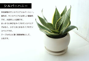 楽天市場 5種類から選べる サンスベリア 珍しい5品種 ハニーボニー シルバーハニー ピュアグリーン ハニー ハニーゴールド 希少 観葉植物 ミニ 鉢植え インテリア 誕生日 プレゼント 女性 男性 父 母 ギフト 退職 お祝い 送別会 新築祝い サンセベリア 即日発送 楽天市場 5種類から選べる サンスベリア 珍しい5品種 ハニーボニー シルバーハニー ピュアグリーン ハニー ハニーゴールド 希少 観葉植物 ミニ 鉢植え インテリア 誕生日 プレゼント 女性 男性 父 母 ギフト 退職 お祝い 送別会 新築祝い サンセベリア 即日発送