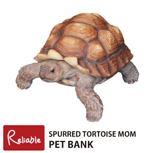 ڥåȥХ ѡ ȡ ޥ ťꥯ(57958) ֥   Ȣ  SPURRED TORTOISE MOMC 130