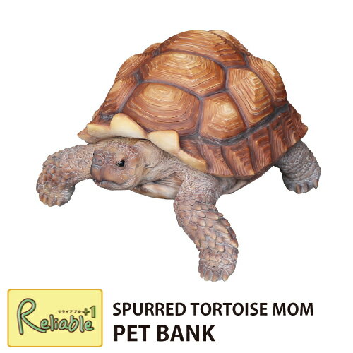 ڥåȥХ ѡ ȡ ޥ ťꥯ(57958) ֥   Ȣ  SPURRED TORTOISE MOMC 130