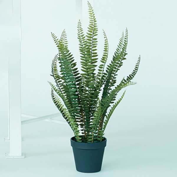 乐天商城 - プランター ボストンファーン 器 ガーデニング 木 屋外 室内 おしゃれ 観葉植物 野菜栽培 フラワーポット 多肉植物 水はけ 底穴付き 軽量 デザイン シンプル ベランダ 庭 園芸用品 モダン 植物育成 土入れ替え グリーンインテリア ガーデン用品 育て方 初心者 丈夫 スペース