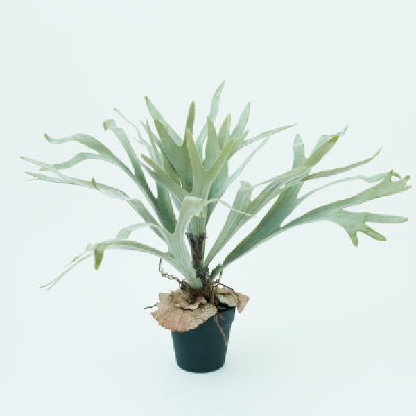 乐天商城 - ビカクシダ ポット 58 ／ 造花 フェイクグリーン インテリア 観葉植物 人工植物 おしゃれ イミテーション 鉢付き