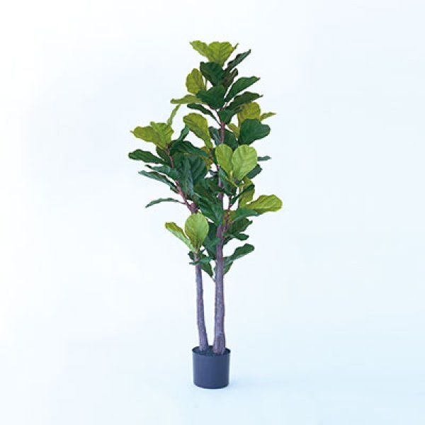 乐天商城 - プランター カシワバゴム 木 陶器 ガーデニング 木 屋外 室内 おしゃれ 観葉植物 野菜栽培 フラワーポット 多肉植物 水はけ 底穴付き 軽量 デザイン シンプル ベランダ 庭 園芸用品 モダン 植物育成 土入れ替え グリーンインテリア ガーデン用品 育て方 初心者 丈夫 スペース