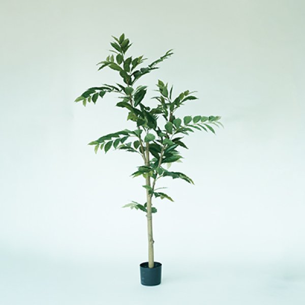 樂天商城 - プランター コーヒーの木 木 陶器 ガーデニング 木 屋外 室内 おしゃれ 観葉植物 野菜栽培 フラワーポット 多肉植物 水はけ 底穴付き 軽量 デザイン シンプル ベランダ 庭 園芸用品 モダン 植物育成 土入れ替え グリーンインテリア ガーデン用品 育て方 初心者 丈夫 スペース
