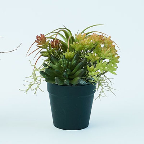 乐天商城 - ミニアレンジメント 観葉植物 多肉植物 インテリアグリーン おしゃれ オシャレ ギフト 室内向け 種類豊富 高級感 初心者向け 育てやすい 人気 植物 ギフト プレゼント 可愛い ナチュラル インテリア コーディネート お手入れ簡単 風水効果 父の日ギフト 贈り物にも最適 木
