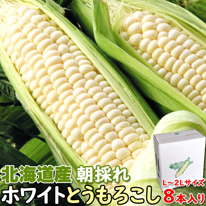 【期間限定】産地直送！！朝採り北海道産ホワイトとうもろこし［L〜2Lサイズ］ 1ケース（8本入り）【代金引換不可】【産地直送】【ギフト対応可商品】