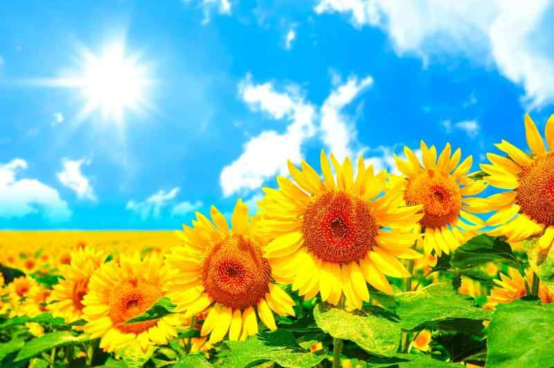 ND タペストリー ひまわり 花 花束 夏 フラワー 植物 太陽 モネ ゴッホ 青空 緑 園芸 生地 インテリア テレワーク 背景 リモートワーク..