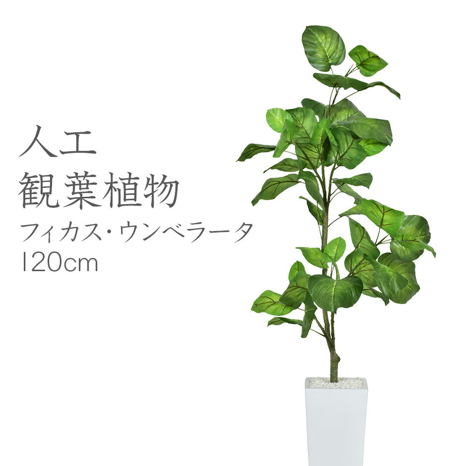 不二貿易 観葉植物 フィカス 1124 B 19844 商品コード52664 【代引・日時指定・キャンセル不可・北海道沖縄離島配送不可】 -お取リ寄せ- 4953980526649-ds