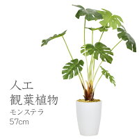 枯れない花・植物