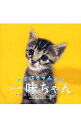 【中古】わさびちゃんちの一味ちゃん / わさびちゃんファミリー