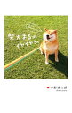 【中古】柴犬まるのイヤイヤさん / 小野慎二郎