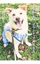 【中古】もか吉、ボランティア犬になる。 / 江川紹子