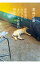 【中古】表参道のセレブ犬とカバーニャ要塞の野良犬 / 若林正恭 430円