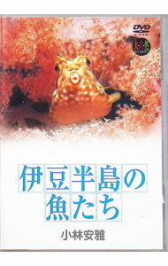 【中古】大自然ライブラリー　伊豆半島の魚たち　小林安雅 / その他