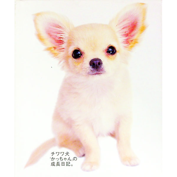 【中古】チワワ犬「かっちゃん」の成長日記。 / YUKKO