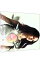 【中古】【CD+DVD】YES / 中島美嘉 155円