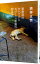 【中古】表参道のセレブ犬とカバーニャ要塞の野良犬 / 若林正恭 340円