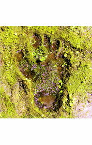 ����šۡ�����10�ܡ�12/25����ۡ�CD��DVD�ۥ��������ޥ˥�󥺡��ʽ������ס� / �����ޥ˥��