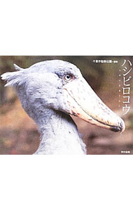 &nbsp;&nbsp;&nbsp; ハシビロコウ 単行本 の詳細 一目見たら忘れられないその風貌−。渋くて大人なハシビロコウさんの魅力を満載。ハシビロコウに関する知識のほか、ページ端にほとんど動かないパラパラマンガも掲載。切り取り式の特製B3ピンナップ付き。 カテゴリ: 中古本 ジャンル: 産業・学術・歴史 動物 出版社: 東京書籍 レーベル: 作者: 千葉市動物公園 カナ: ハシビロコウ / チバシドウブツコウエン サイズ: 単行本 ISBN: 9784487804993 発売日: 2010/09/01 関連商品リンク : 千葉市動物公園 東京書籍