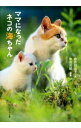 【中古】ママになったネコの海ちゃん / 岩合日出子