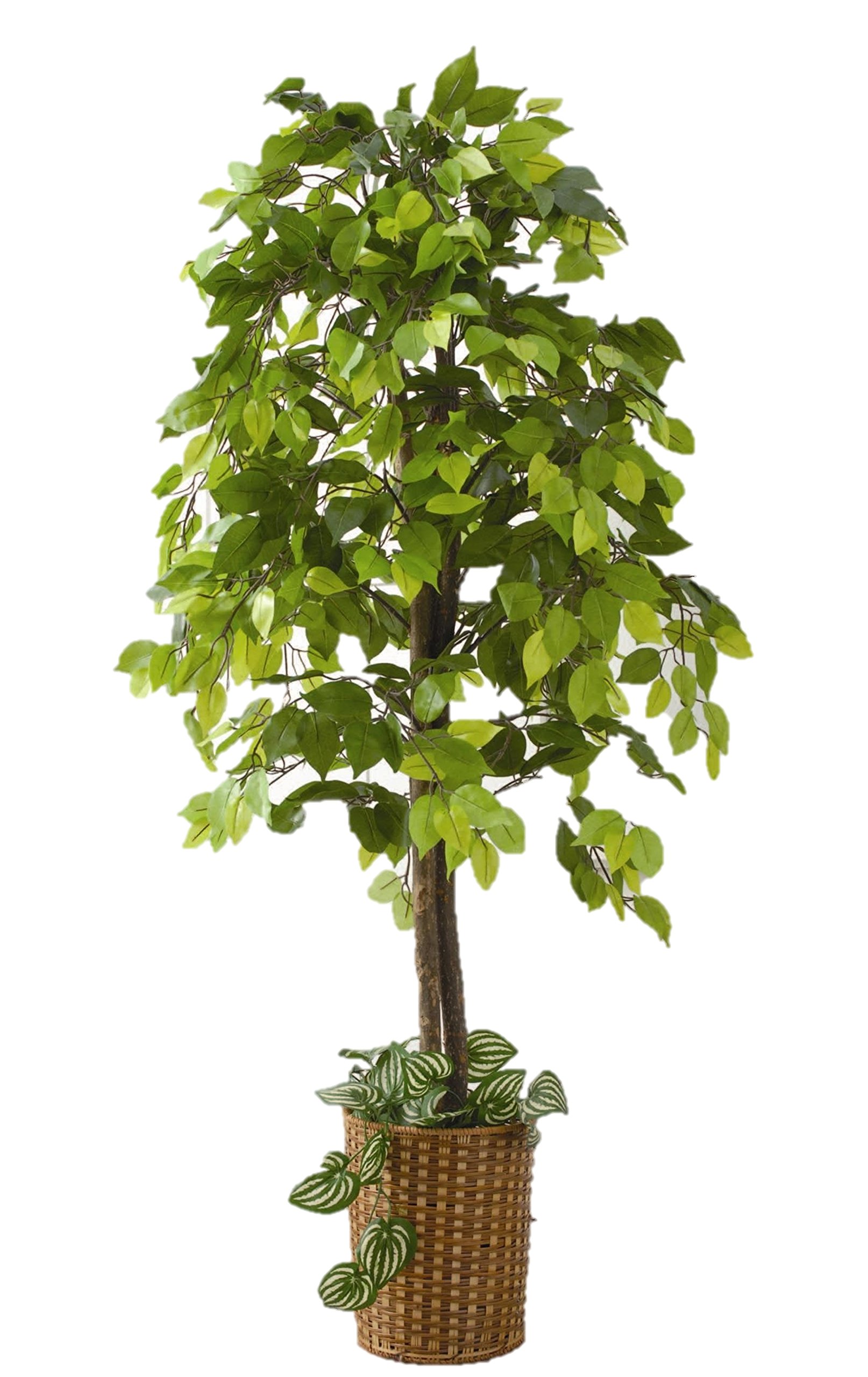 Rakuten - ベンジャミン 人工観葉植物 幅70×高さ160cm フェイクグリーン 大型 竹カゴ付き 鉢付き