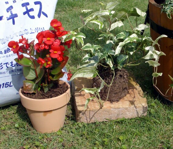 天然素材疑土アプローチモス　15L