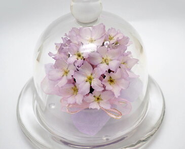 【送料無料】ボトルフラワー 桜 さくら(ドーム型) 細リボン 【LA_BINKA 花 アレンジメント フラワー ギフト 誕生日プレゼント 女性 母 祖母 お祝い 結婚祝い 結婚記念日 妻 退職祝い 快気祝い 新築祝い お見舞い ドライフラワー 春 ピンク 日本製】