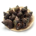 北海道産 噴火湾産 活青つぶ貝 刺身用 特大サイズ 2kg (約12個~16個)つぶ貝 特大サイズ 刺身 贈答用 生きたまま発送 新鮮直送 お取り寄せ海鮮グルメ 北海道グルメ バーベキュー