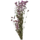 【未使用】レオナルド ドライフラワー ローダンセ 4P L50cm 037428 4本セット 乾燥した生花ですので壊れやすいものです【送料無料】