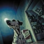 ����š�CD���ѥ���ݥå� �̾��� ��󥿥����