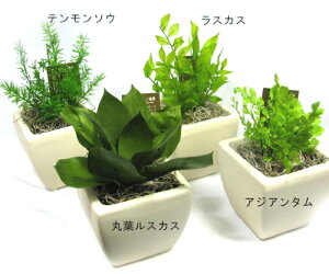 プリザーブドフラワー 観葉植物 セット★プリグリーン4個セット★誕生日/ブリザーブド/観葉植物(お祝い 結婚祝 ギフト 引越祝い プリザードフラワー プリザード)あす楽 2019年楽ギフ_包装【あす楽】【即日出荷】【冬ギフト】【バレンタイン】【お年賀】